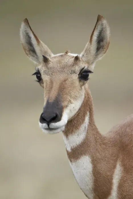Framed Print : Pronghorn (Antilocapra americana) doe, Custer State Park, South Dakota, United States of America, North America Framed Print : Pronghorn (Antilocapra americana) doe, Custer State Park, South Dakota, United States of America, North America