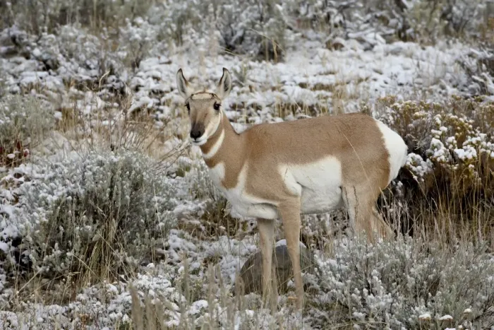 Framed Print : Pronghorn (Antilocapra americana) in the snow, Grand Teton National Park Framed Print : Pronghorn (Antilocapra americana) in the snow, Grand Teton National Park