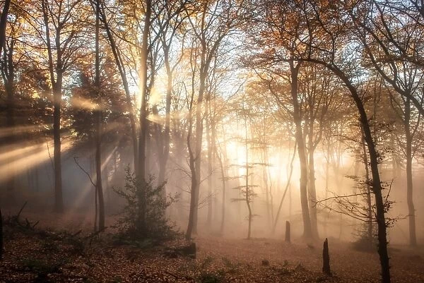 Pronounced sun rays in a misty forest scene, Heidelberg area, Baden-Wurttemberg, Germany