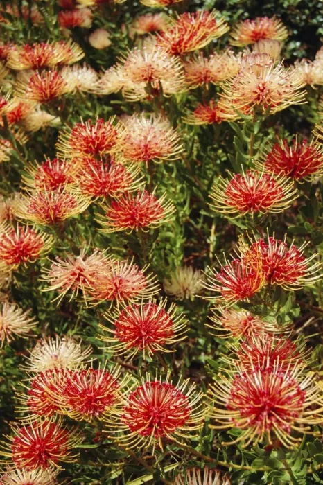 Framed Print : Protea, South Africa Framed Print : Protea, South Africa