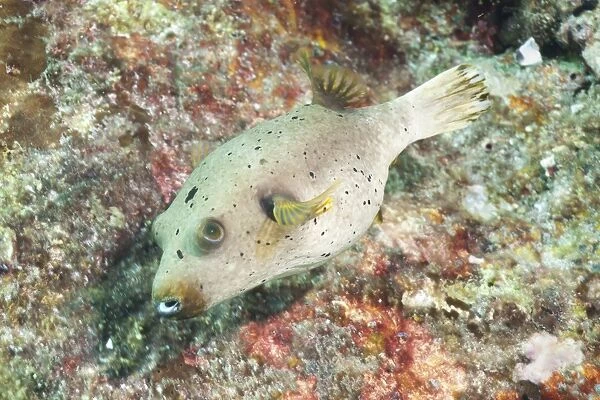 Puffer Fish (Tetraodontidae), Southern Thailand, Andaman Sea, Indian Ocean, Asia