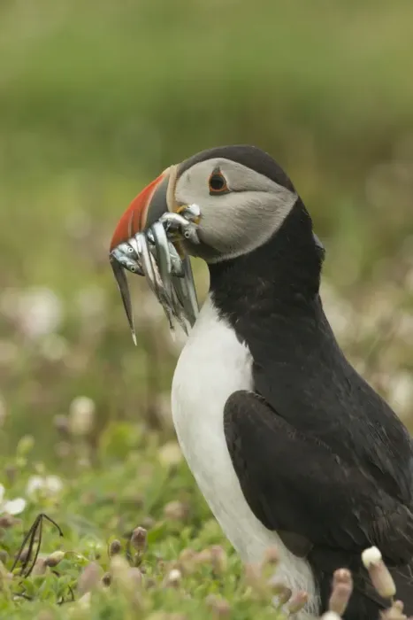 Framed Print : Puffin with beak full of sand eels, Wales, United Kingdom, Europe Framed Print : Puffin with beak full of sand eels, Wales, United Kingdom, Europe
