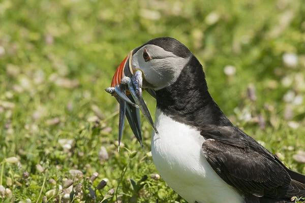 Puffin with beak full of sandeels, Skomer Island, Pembrokeshire, Wales, United Kingdom