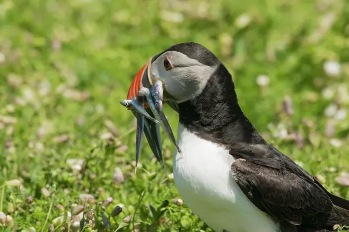 Framed Print : Puffin with beak full of sandeels, Skomer Island, Pembrokeshire, Wales, United Kingdom Framed Print : Puffin with beak full of sandeels, Skomer Island, Pembrokeshire, Wales, United Kingdom