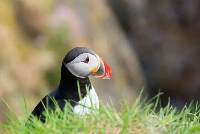 Framed Print : Puffin, Borgarfjardarhhofn, Borgarfjordur, Eastern Iceland, Iceland, Polar Regions Framed Print : Puffin, Borgarfjardarhhofn, Borgarfjordur, Eastern Iceland, Iceland, Polar Regions