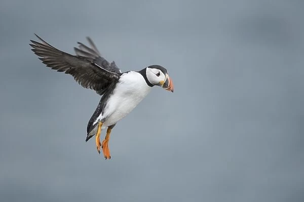 Puffin with cloudy sky flying over Inner Farne, The Farne Islands, Northumberland