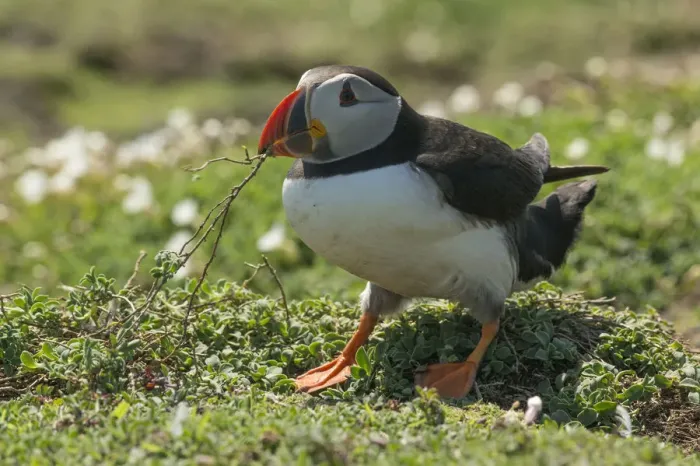 Framed Print : Puffin collecting nest material after heavy rain on Skomer Island, Wales, United Kingdom Framed Print : Puffin collecting nest material after heavy rain on Skomer Island, Wales, United Kingdom