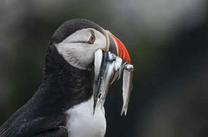 Framed Print : Puffin with eels in the rain on Skomer, Wales, United Kingdom, Europe Framed Print : Puffin with eels in the rain on Skomer, Wales, United Kingdom, Europe