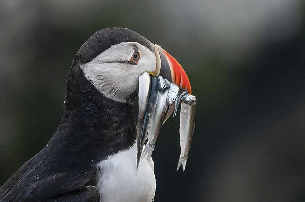 Puffin with eels in the rain on Skomer, Wales, United Kingdom, Europe