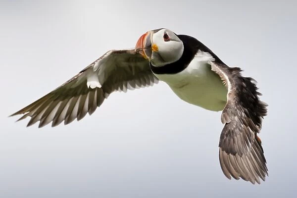 Puffin (Fratercula arctica) in flight during high winds with ruffled feathers, Farne Islands, Northumberland, England