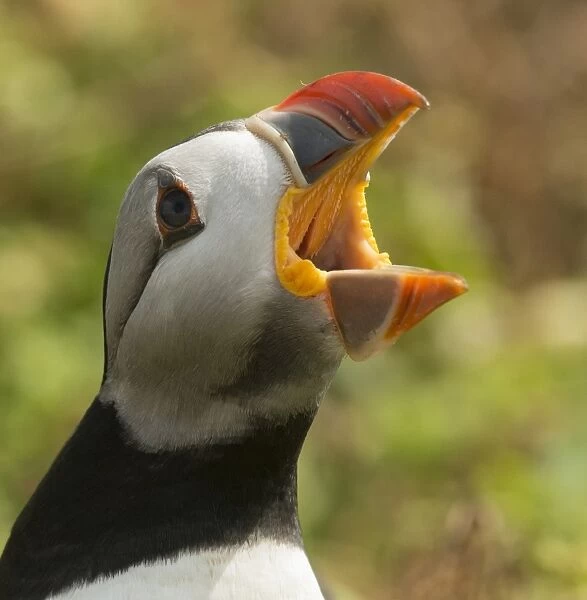 Puffin with gaping beak showing barbs in roof of beak, Wales, United Kingdom, Europe