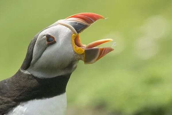 Puffin with gaping beak showing almost parallel articulation, Wales, United Kingdom, Europe
