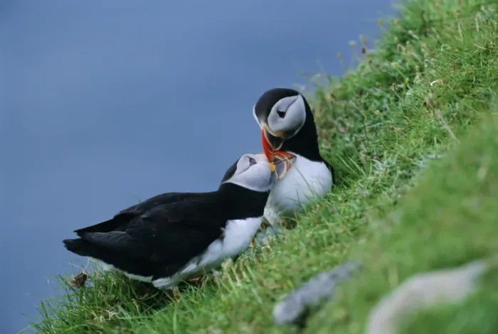 Framed Print : Puffin pair (Fratercula artica) billing Framed Print : Puffin pair (Fratercula artica) billing