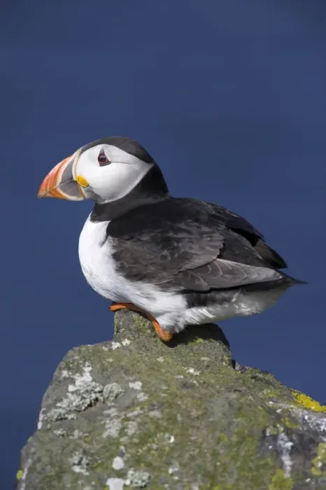 Framed Print : Puffin on rock Framed Print : Puffin on rock