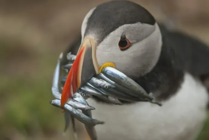 Framed Print : Puffin with sand eels in beak, Wales, United Kingdom, Europe Framed Print : Puffin with sand eels in beak, Wales, United Kingdom, Europe