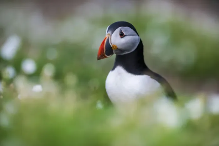 Framed Print : Puffin on Skomer Island, Pembrokeshire Coast National Park, Wales, United Kingdom, Europe Framed Print : Puffin on Skomer Island, Pembrokeshire Coast National Park, Wales, United Kingdom, Europe