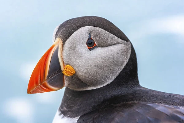Puffin at the Wick, Skomer Island, Pembrokeshire Coast National Park, Wales, United