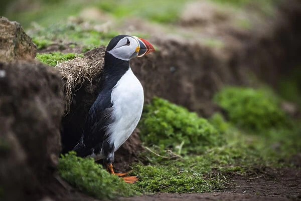 Puffin at the Wick, Skomer Island, Pembrokeshire Coast National Park, Wales, United
