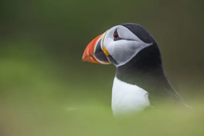 Framed Print : Puffin at the Wick, Skomer Island, Pembrokeshire Coast National Park, Wales, United Framed Print : Puffin at the Wick, Skomer Island, Pembrokeshire Coast National Park, Wales, United