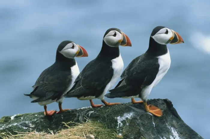 Framed Print : Three puffins on rock Framed Print : Three puffins on rock