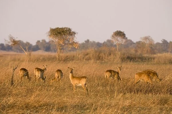 Puku, Busanga Plains, Kafue National Park, Zambia, Africa