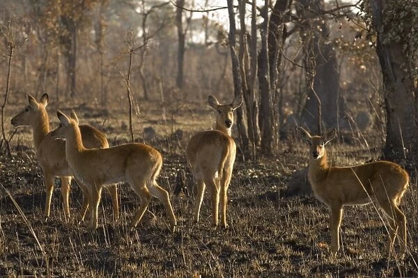 Puku, Kafue National Park, Zambia, Africa