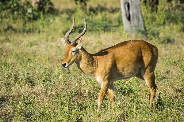 Puku (Kobus vardonii) antelope, South Luangwa National Park, Zambia, Africa