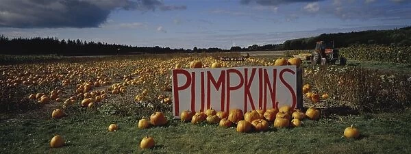 Pumpkin field, Seattle, Washington State, United States of America, North America