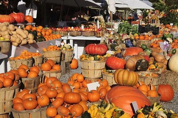 Pumpkins, The Hamptons, Long Island, New York State, United States of America