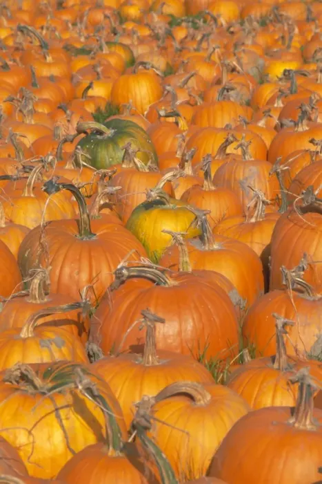 Framed Print : Pumpkins for sale Framed Print : Pumpkins for sale