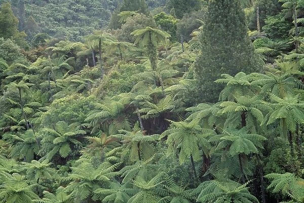 Punga, tree ferns