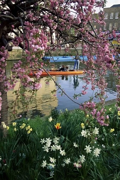 Punting in spring, Cambridge, Cambridgeshire, England, United Kingdom, Europe