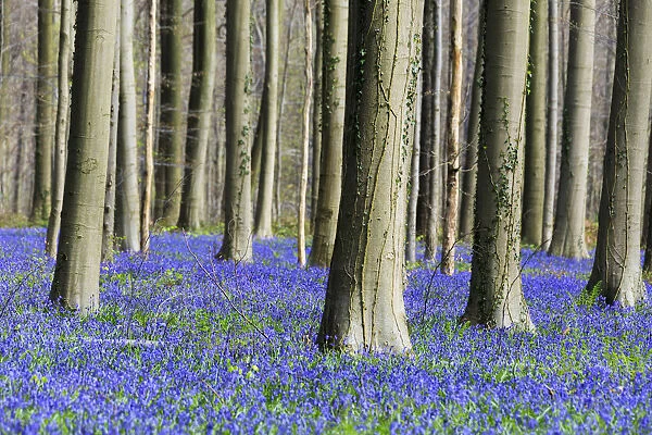 Purple carpet of blooming bluebells framed by trunks of the giant Sequoia trees in