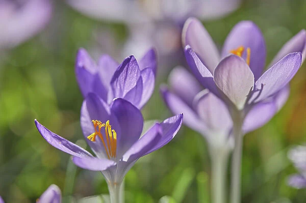 Purple crocuses in flower in early spring, one of the earliest flowers to announce the arrival of spring, Devon, England, United Kingdom, Europe