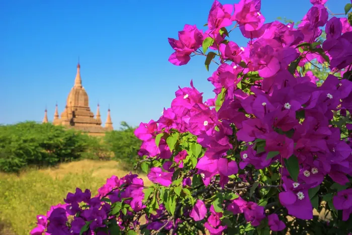 Framed Print : Purple flower of bougainvillea with pagoda in background, Old Bagan (Pagan), UNESCO World Heritage Site, Myanmar (Burma), Asia Framed Print : Purple flower of bougainvillea with pagoda in background, Old Bagan (Pagan), UNESCO World Heritage Site, Myanmar (Burma), Asia