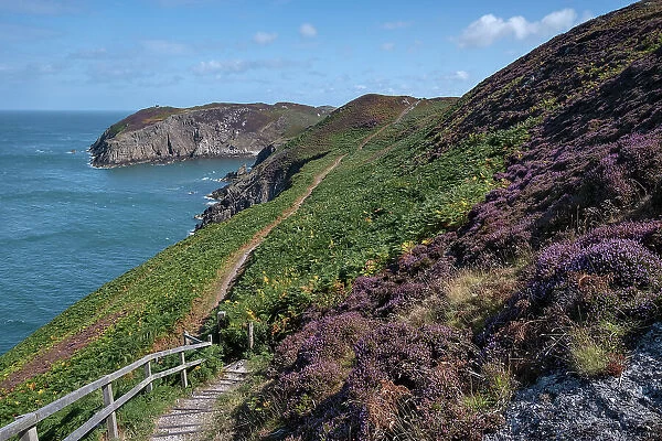 Purple Heather on the Anglesey Coast Path in summer, near Cemaes, Anglesey, North Wales, United Kingdom, Europe