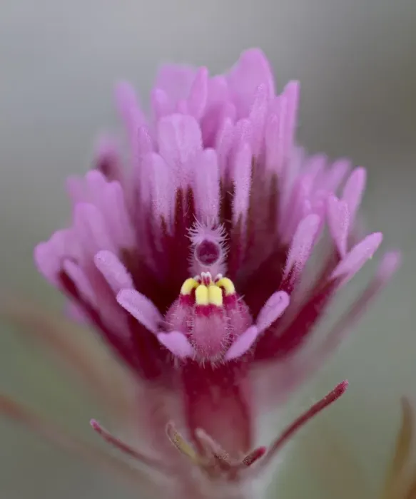 Framed Print : Purple Owls Clover (Exserted Indian Paintbrush) (Escobita) (Castilleja exserta)