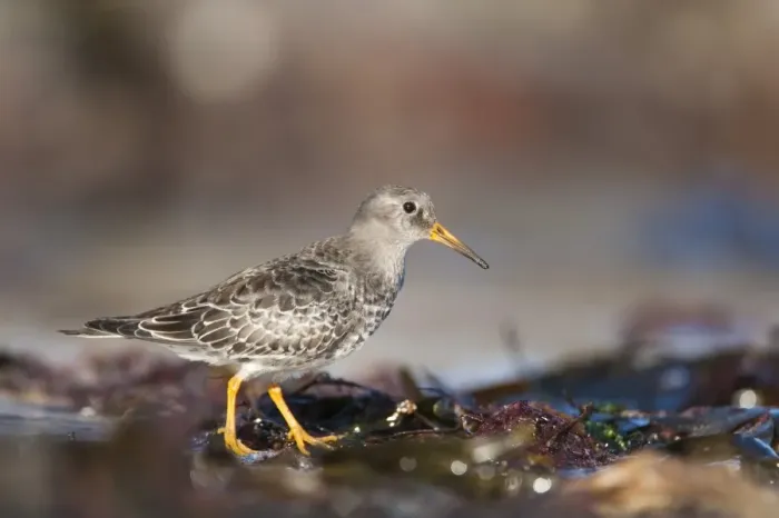 Framed Print : Purple sandpiper (Calidris maritima), Bamburgh beach, Northumberland, England, United Kingdom, Europe Framed Print : Purple sandpiper (Calidris maritima), Bamburgh beach, Northumberland, England, United Kingdom, Europe