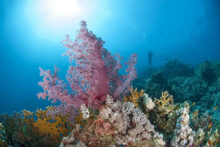 Framed Print : Purple soft coral, Ras Mohammed National Park, off Sharm el Sheikh, Sinai, Egypt, Red Sea, Egypt, North Africa, Africa Framed Print : Purple soft coral, Ras Mohammed National Park, off Sharm el Sheikh, Sinai, Egypt, Red Sea, Egypt, North Africa, Africa