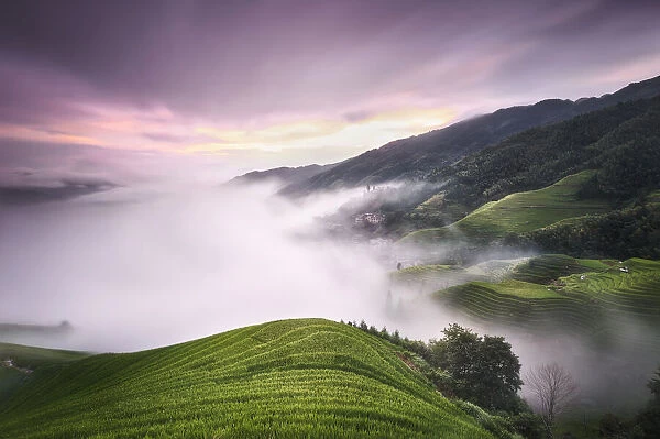 Purple sunset with fog above the Longsheng rice terraces, Guangxi, China, Asia