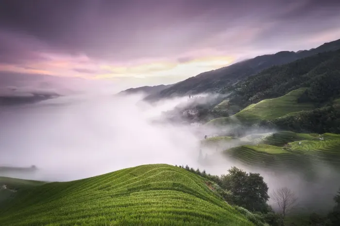 Framed Print : Purple sunset with fog above the Longsheng rice terraces, Guangxi, China, Asia Framed Print : Purple sunset with fog above the Longsheng rice terraces, Guangxi, China, Asia