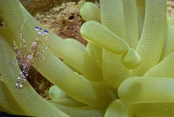 Purple and white shrimp on yellow tentacle coral, Honduras, Central America