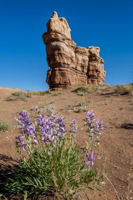 Framed Print : Purple wild flowers, Capitol Reef National Park, Utah, United States of America Framed Print : Purple wild flowers, Capitol Reef National Park, Utah, United States of America