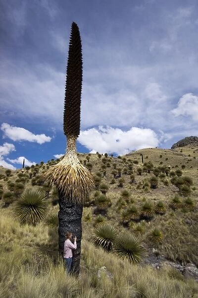 Puya raimondii tree (the Queen of the Andes tree), after seeding, Peru, South America
