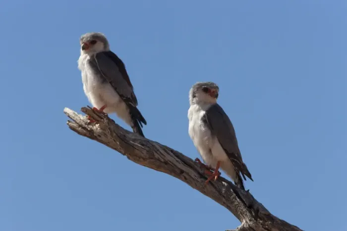 Framed Print : Pygmy falcon pair (Polihierax semitorquatus), Kgalagadi Transfrontier Park Framed Print : Pygmy falcon pair (Polihierax semitorquatus), Kgalagadi Transfrontier Park