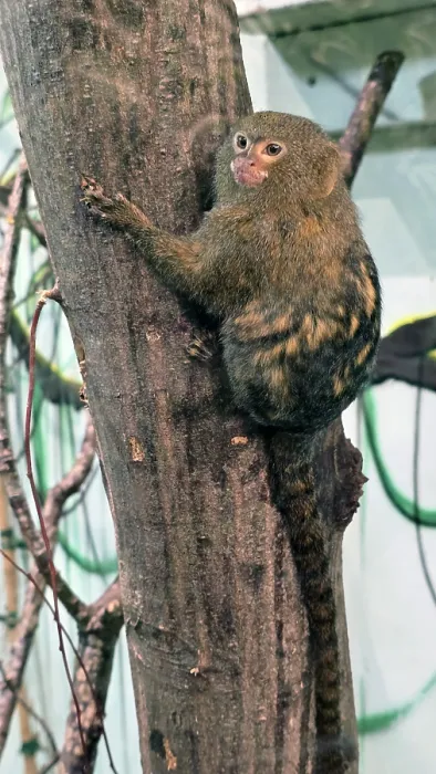 Framed Print : Pygmy Marmoset (Cebuella pygmaea), Hertfordshire Zoo, United Kingdom