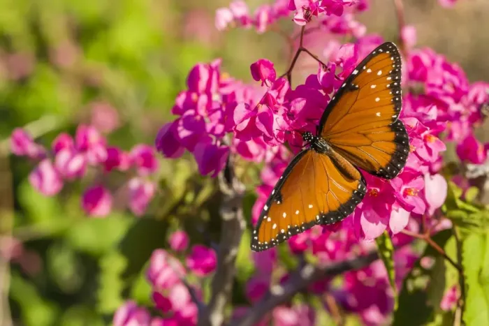 Framed Print : Queen butterfly (Danaus gilippus) on queens wreath (Antigonon leptopus), Himalaya Beach, Sonora, Mexico, North America Framed Print : Queen butterfly (Danaus gilippus) on queens wreath (Antigonon leptopus), Himalaya Beach, Sonora, Mexico, North America