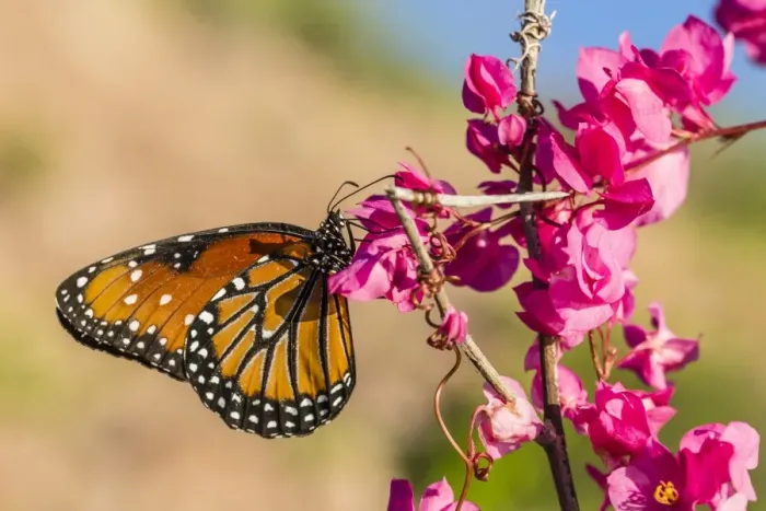 Framed Print : Queen butterfly (Danaus gilippus) on queens wreath (Antigonon leptopus), Himalaya Beach, Sonora, Mexico, North America Framed Print : Queen butterfly (Danaus gilippus) on queens wreath (Antigonon leptopus), Himalaya Beach, Sonora, Mexico, North America