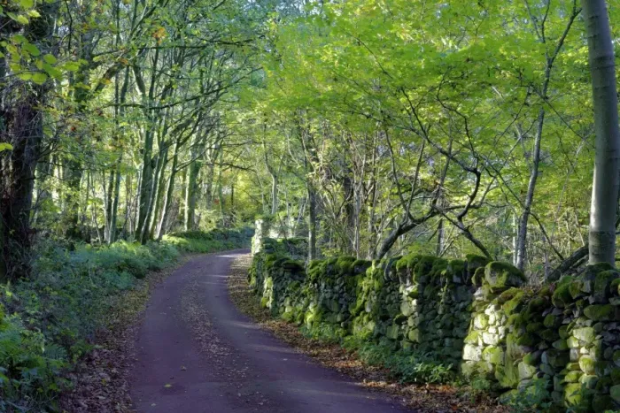 Framed Print : A quiet tree lined lane in the Duddon Valley, Lake District National Park, Cumbria Framed Print : A quiet tree lined lane in the Duddon Valley, Lake District National Park, Cumbria