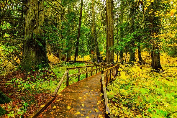 Quiet wooden path in Mount Rainier National Park, Washington State